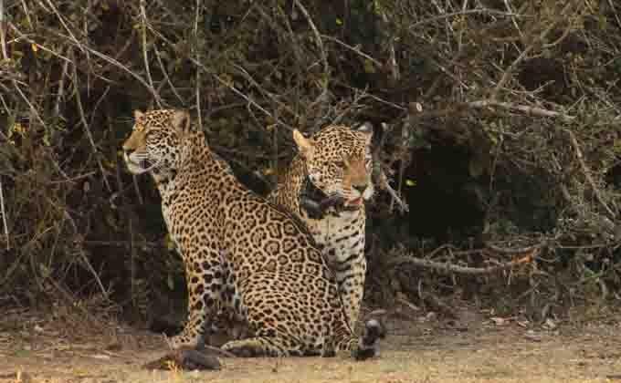 Pela 1ª vez no mundo, onças-pintadas são reintroduzidas com sucesso em MS