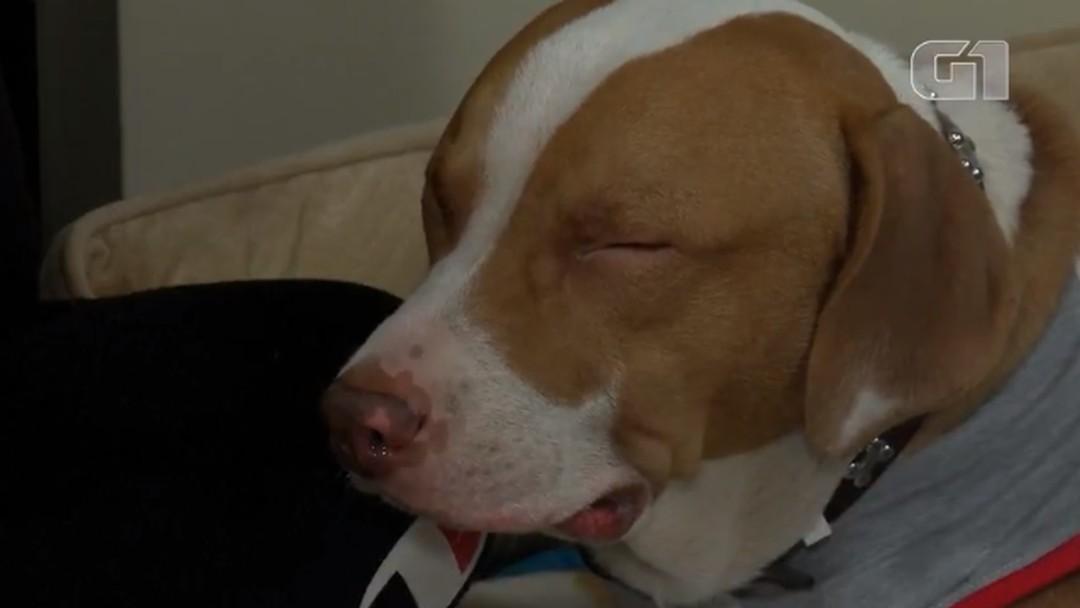 Cachorro salva a dona em incêndio nos EUA