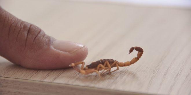 Em três meses, MS já registra 675 acidentes com escorpiões em residências