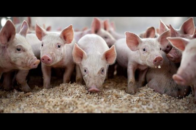 Com a carne bovina em alta, produção de suínos ganha destaque em MS