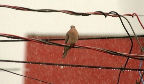 Previsão do Tempo: Chuvas e ventos fortes são esperados nestas segunda e terça-feira
