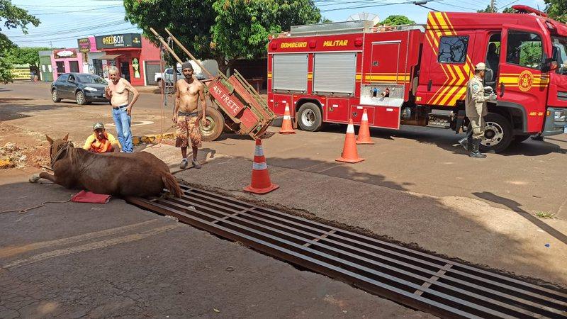 Égua cai em bueiro em cidade de MS e populares acionam bombeiros e guincho