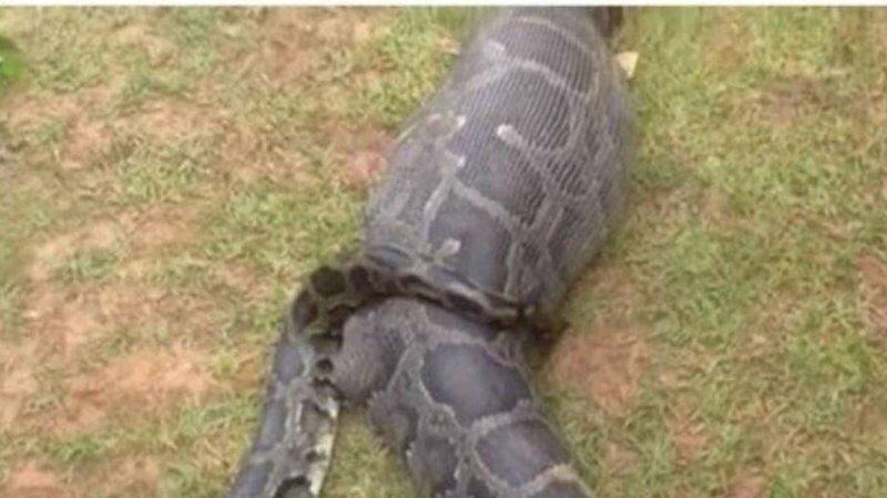 Mulher desaparecida é encontrada dentro de cobra píton na Indonésia