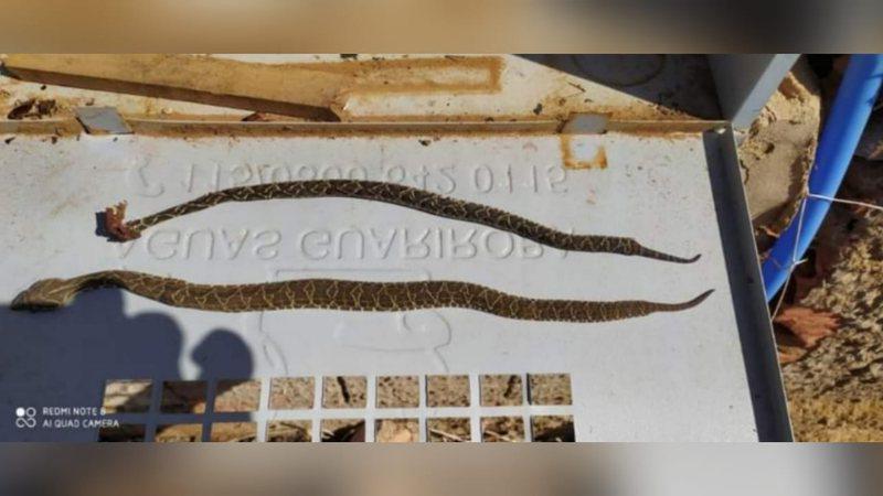 Cobras peçonhentas em Campo Grande são reflexos de queimadas; confira como proteger sua casa