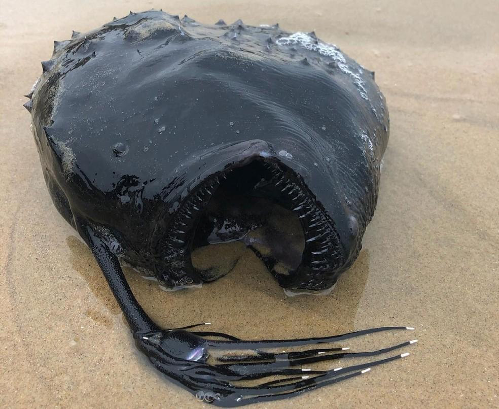 Peixe gigante é encontrado em praia na Califórnia