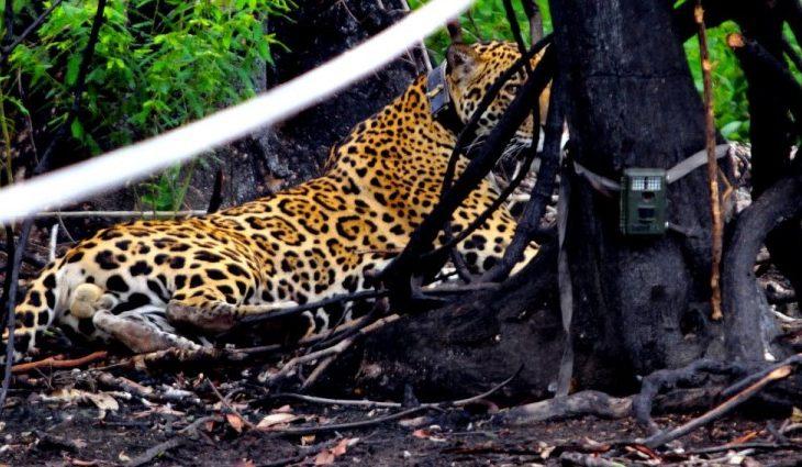Sete meses depois onça solta no Pantanal está caçando e anda 8 km por noite